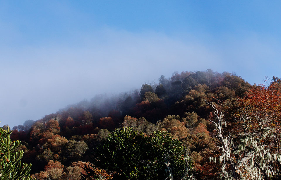 Floresta ainda com as lindas cores do Outono